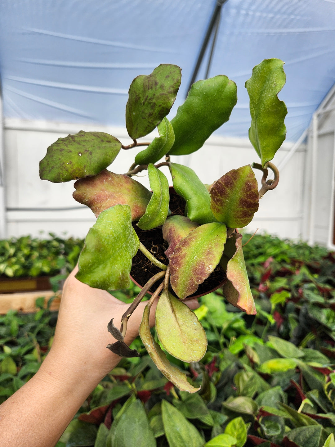 Hoya Waymaniae (4in)- Growers Choice