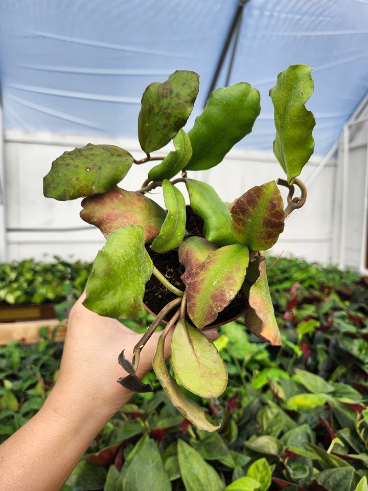 Hoya Waymaniae (4in)- Growers Choice