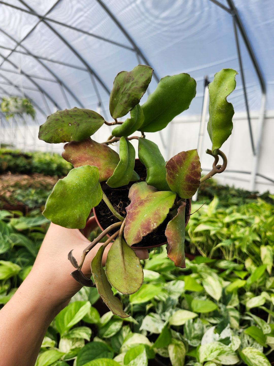 Hoya Waymaniae (4in)- Growers Choice