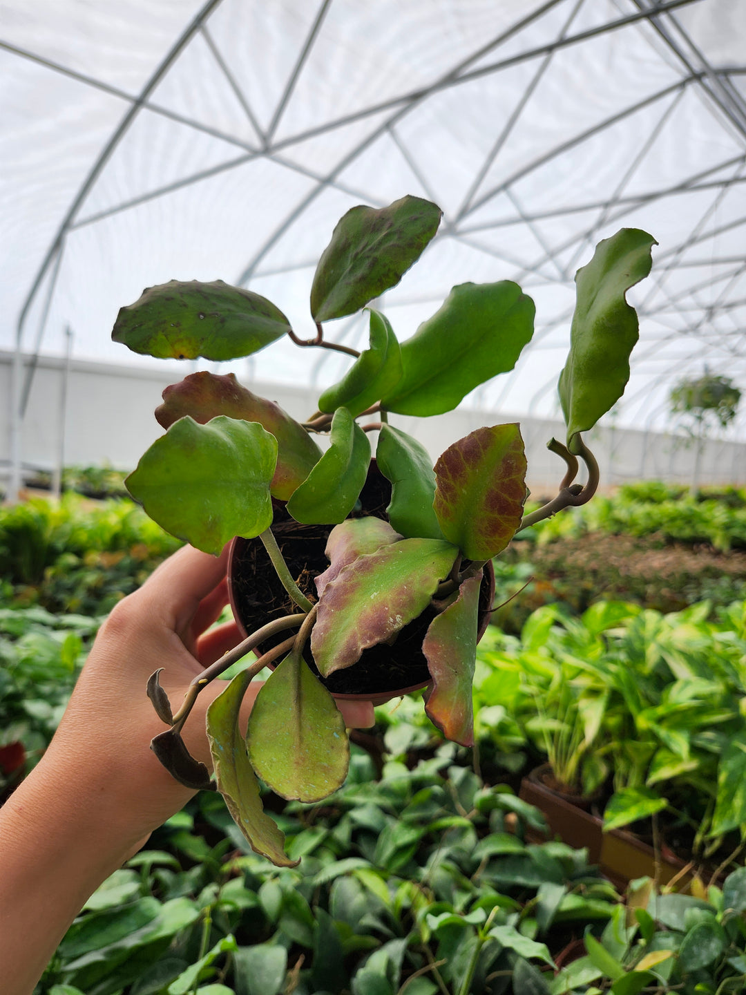 Hoya Waymaniae (4in)- Growers Choice