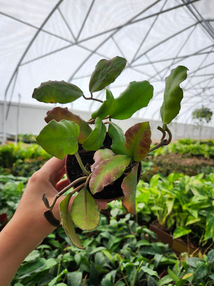 Hoya Waymaniae (4in)- Growers Choice
