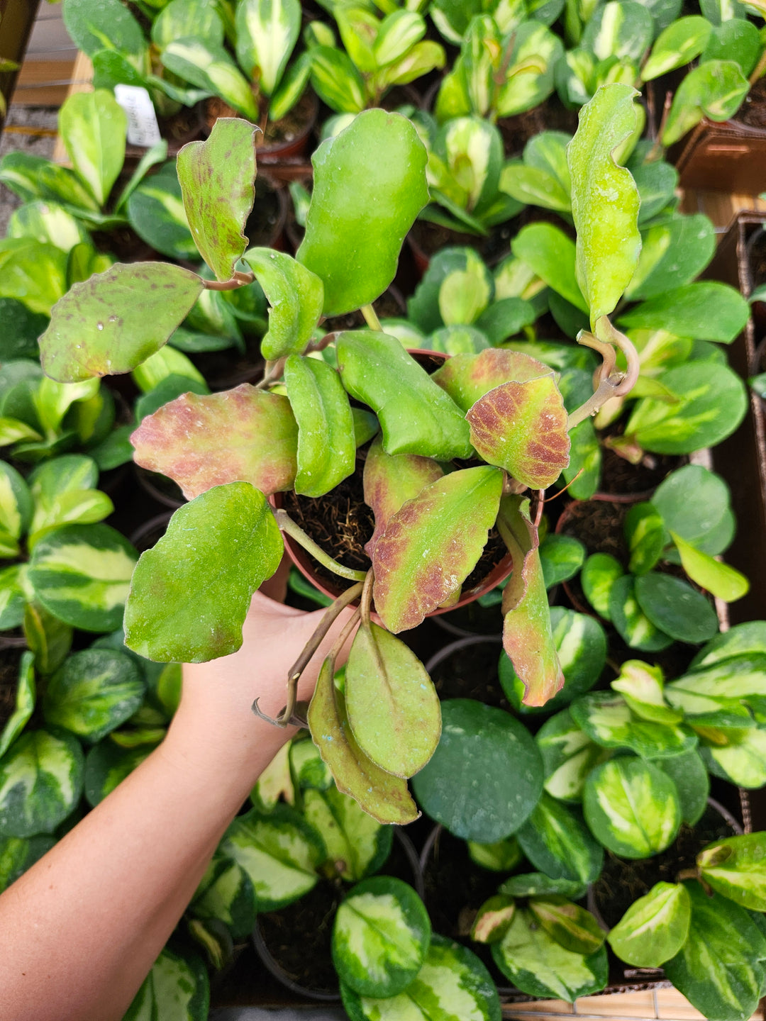 Hoya Waymaniae (4in)- Growers Choice