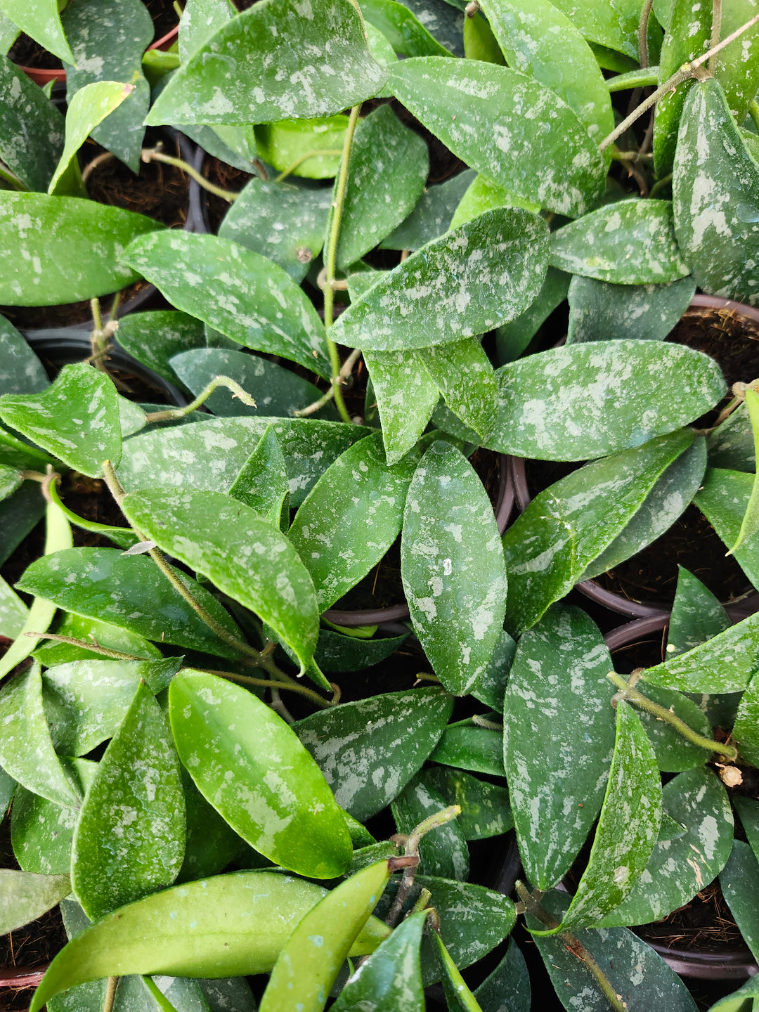 Hoya Phuwuaensis Splash (4in)- Growers Choice