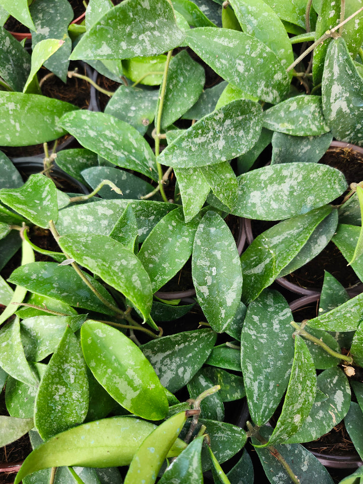 Hoya Phuwuaensis Splash (4in)- Growers Choice