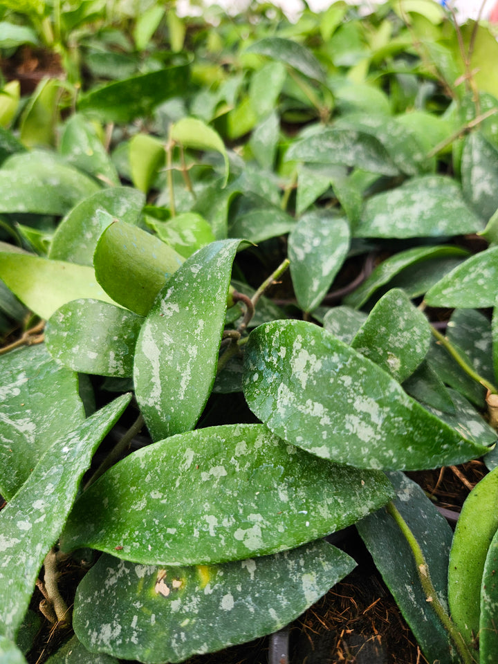 Hoya Phuwuaensis Splash (4in)- Growers Choice