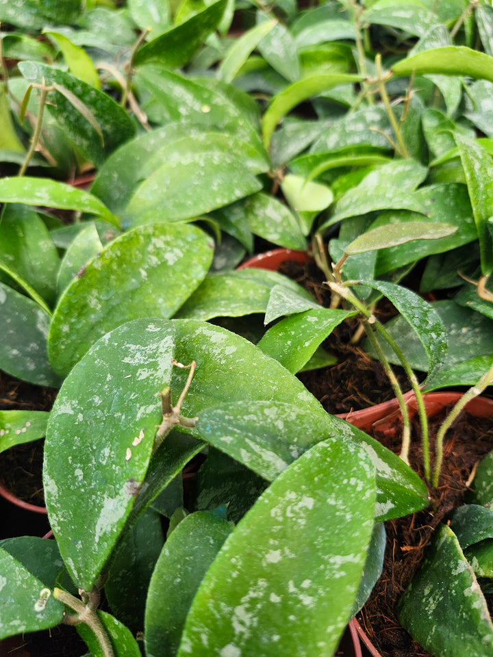 Hoya Phuwuaensis Splash (4in)- Growers Choice