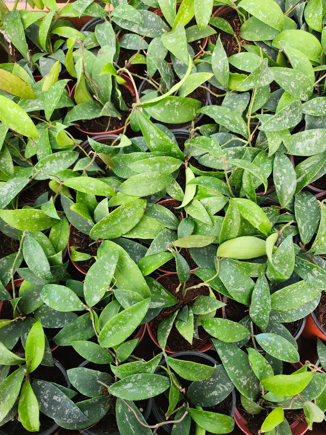 Hoya Phuwuaensis Splash (4in)- Growers Choice