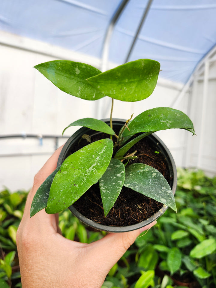 Hoya Phuwuaensis Splash (4in)- Growers Choice