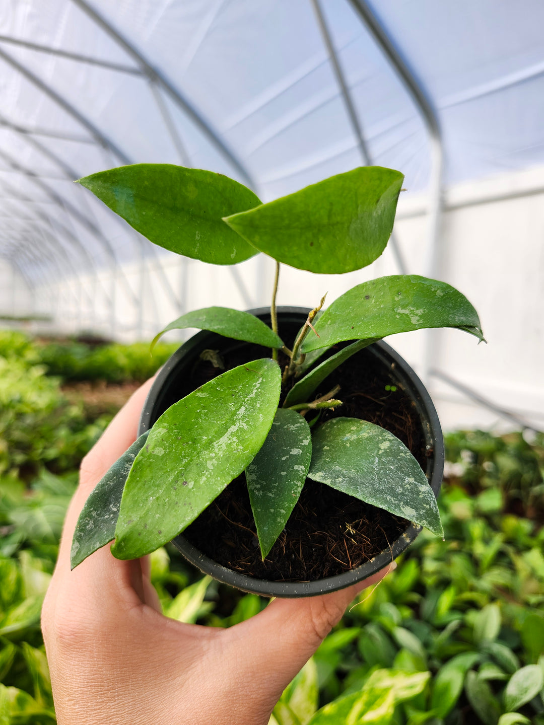 Hoya Phuwuaensis Splash (4in)- Growers Choice