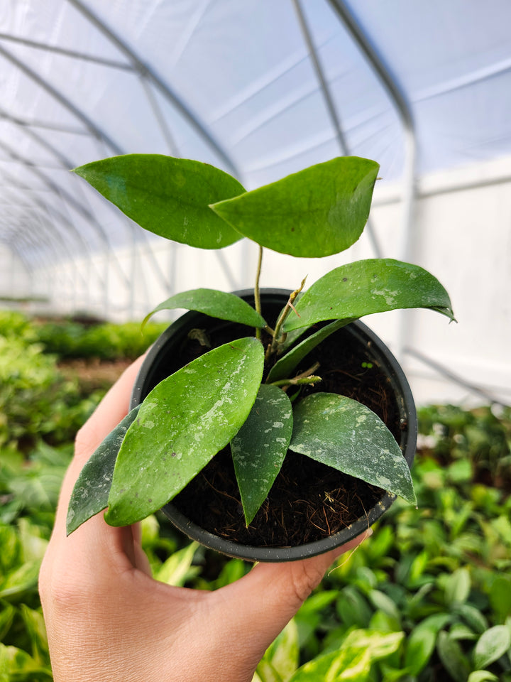 Hoya Phuwuaensis Splash (4in)- Growers Choice
