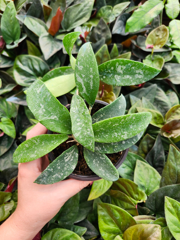 Hoya Phuwuaensis Splash (4in)- Growers Choice