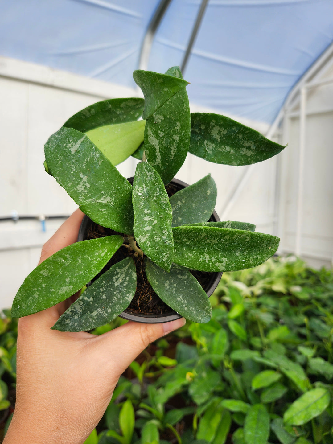 Hoya Phuwuaensis Splash (4in)- Growers Choice