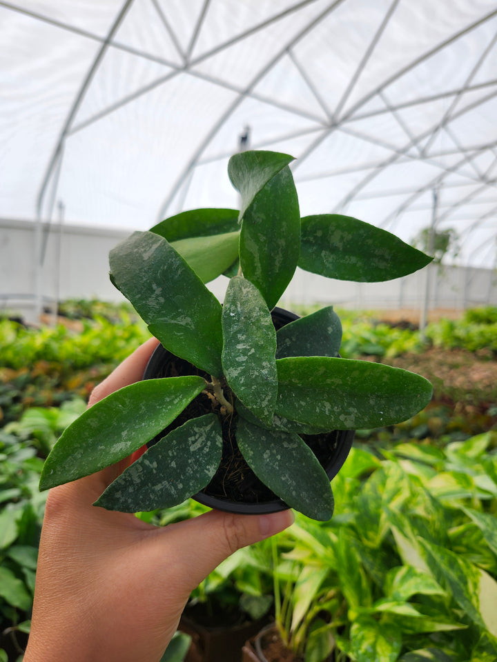 Hoya Phuwuaensis Splash (4in)- Growers Choice
