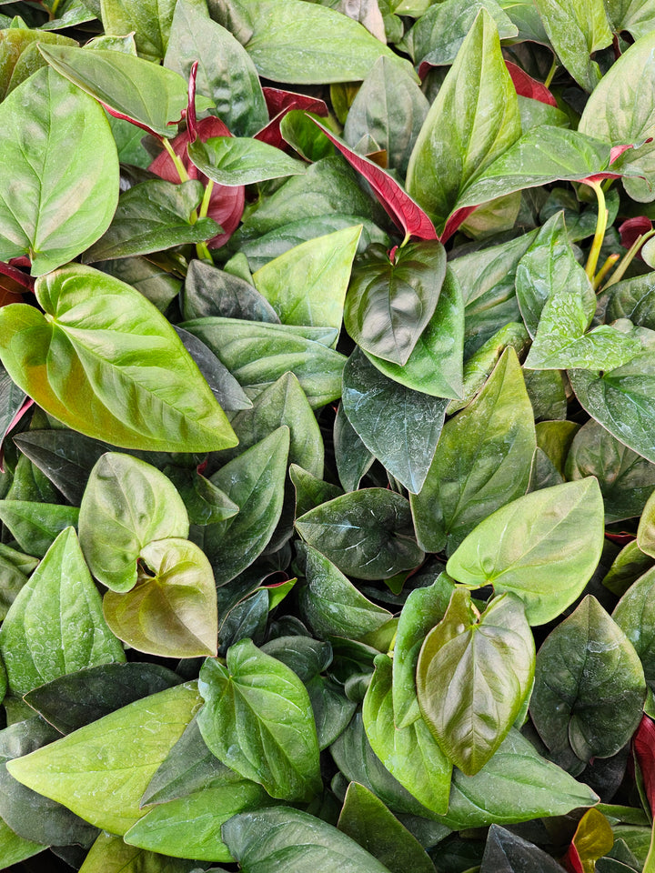 Syngonium Red Arrow (4in)- Growers Choice