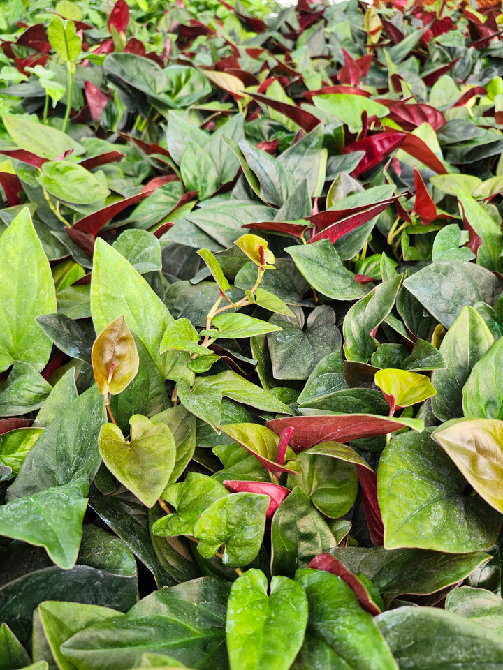 Syngonium Red Arrow (4in)- Growers Choice