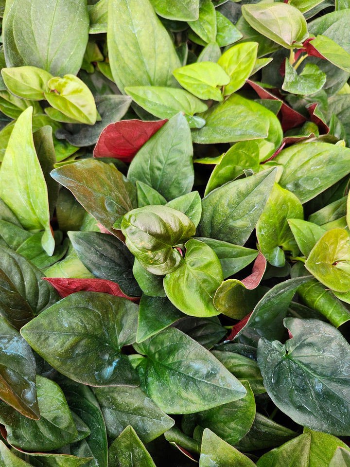 Syngonium Red Arrow (4in)- Growers Choice