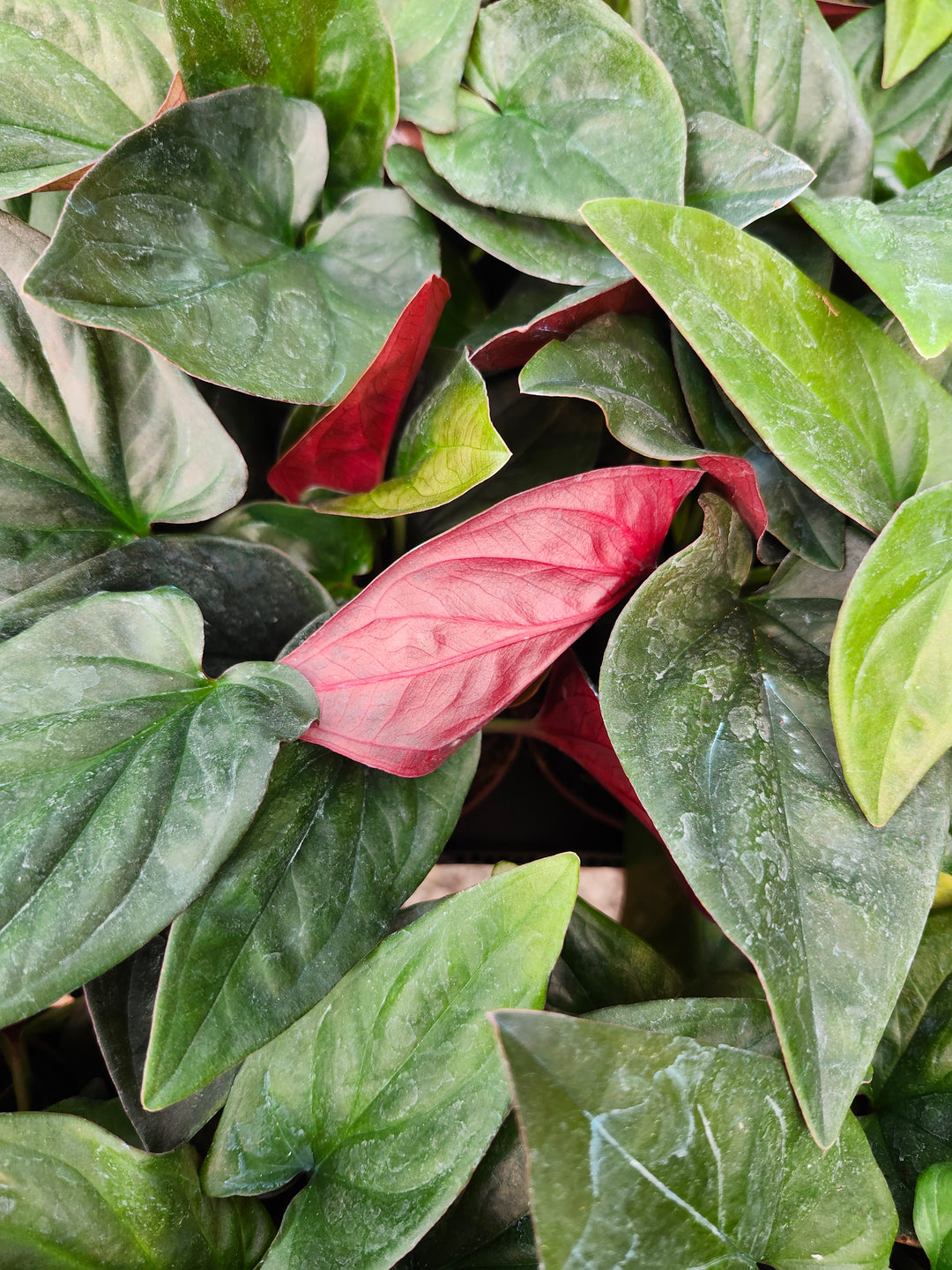 Syngonium Red Arrow (4in)- Growers Choice