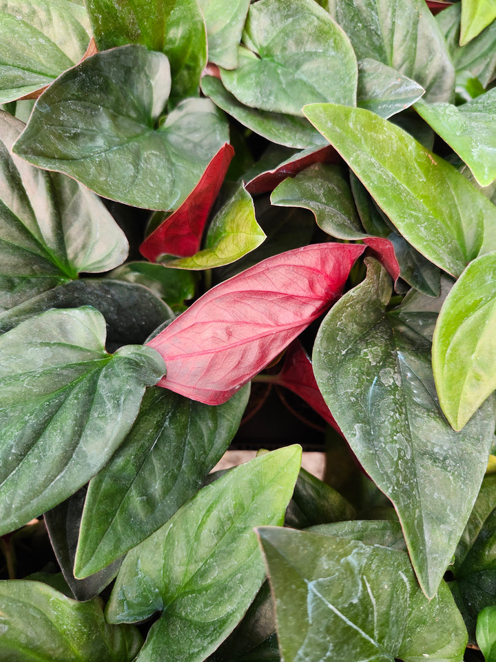 Syngonium Red Arrow (4in)- Growers Choice