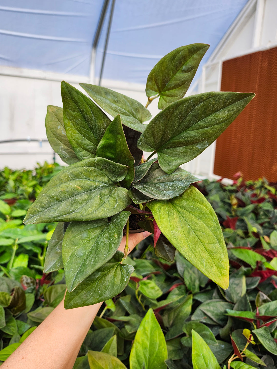 Syngonium Red Arrow (4in)- Growers Choice