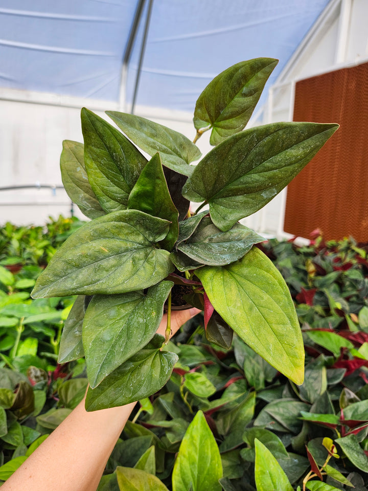Syngonium Red Arrow (4in)- Growers Choice