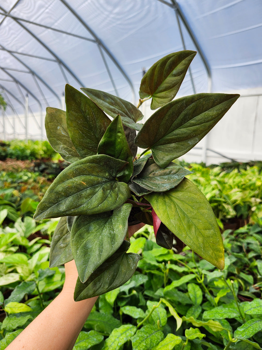Syngonium Red Arrow (4in)- Growers Choice