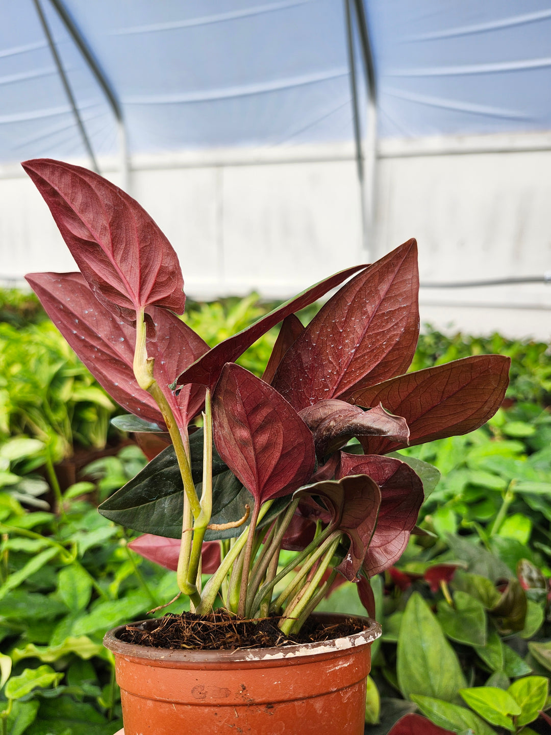 Syngonium Red Arrow (4in)- Growers Choice