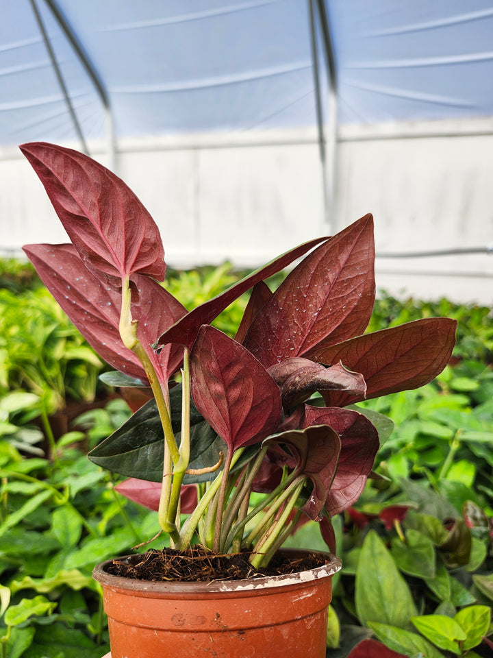 Syngonium Red Arrow (4in)- Growers Choice