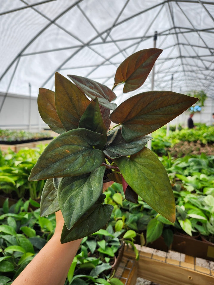 Syngonium Red Arrow (4in)- Growers Choice