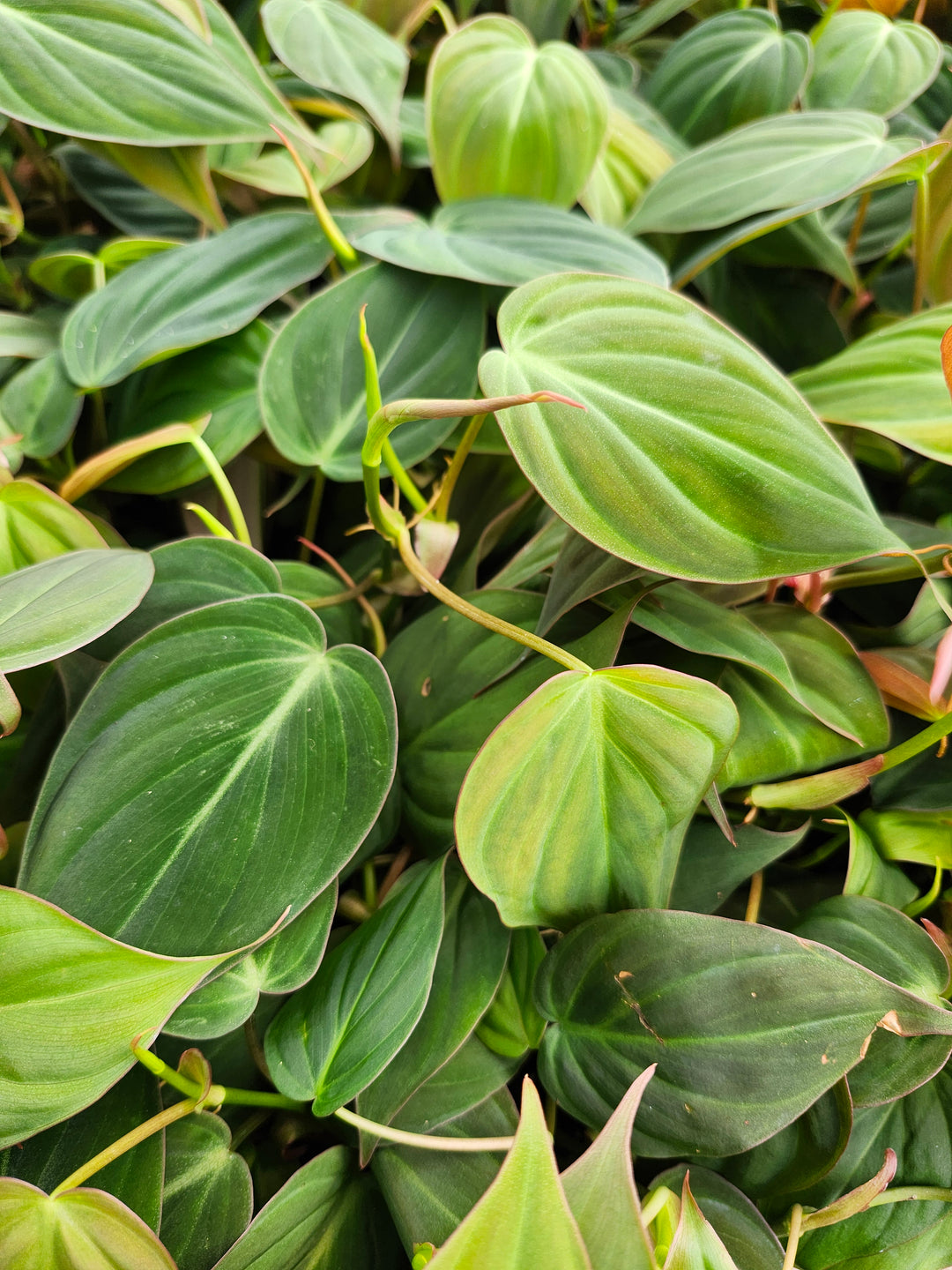 Philodendron Micans (4in)- Growers Choice