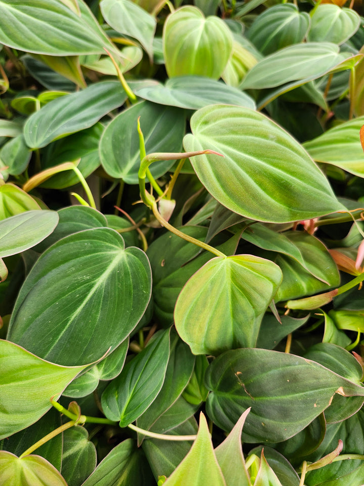 Philodendron Micans (4in)- Growers Choice