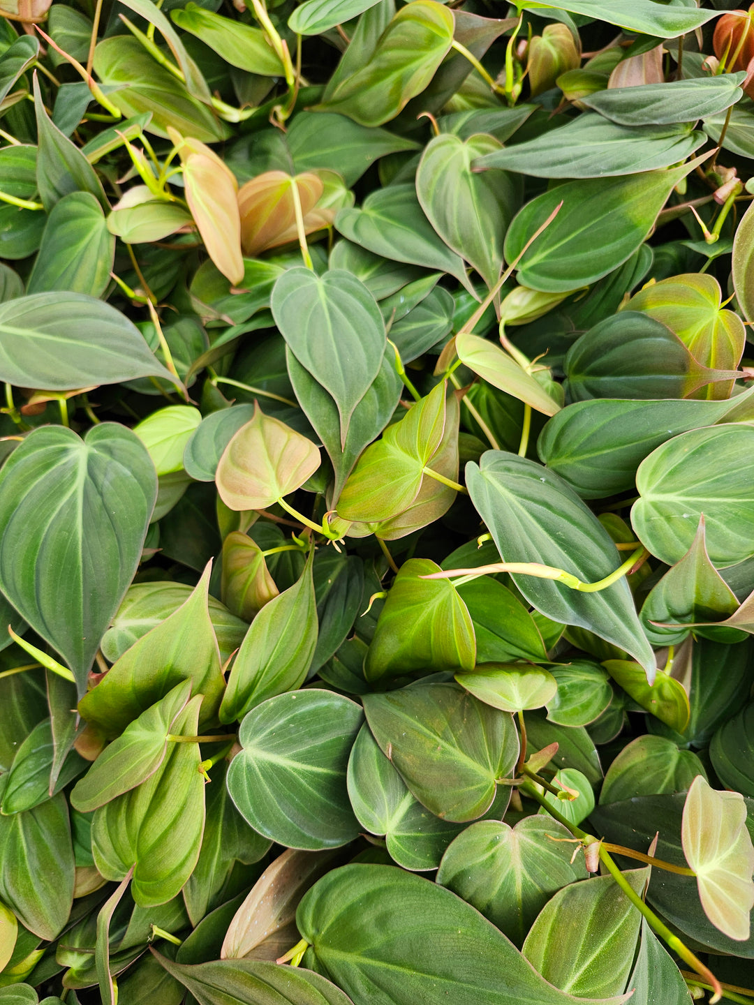 Philodendron Micans (4in)- Growers Choice