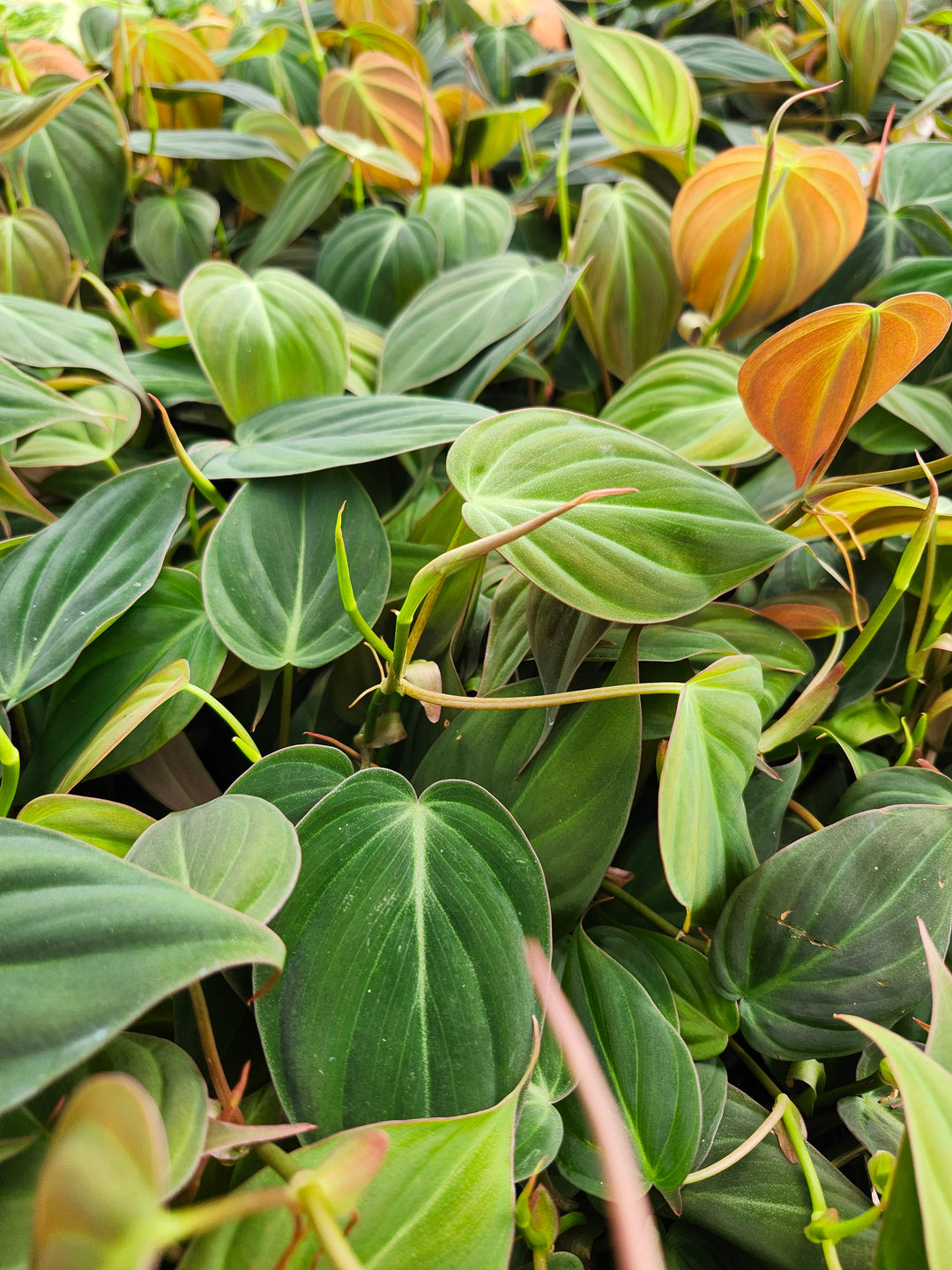 Philodendron Micans (4in)- Growers Choice