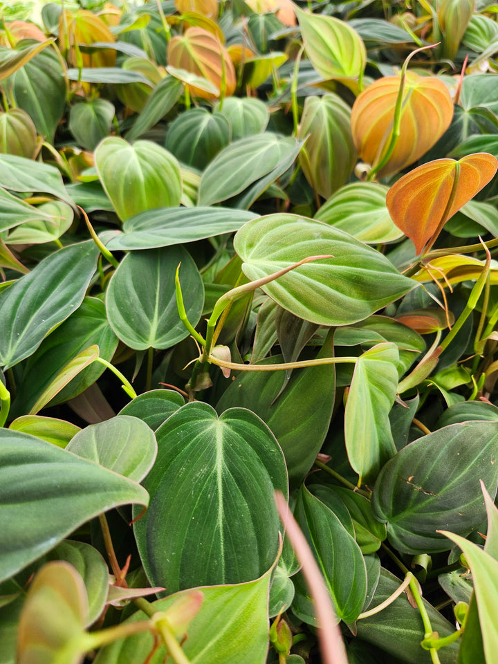 Philodendron Micans (4in)- Growers Choice