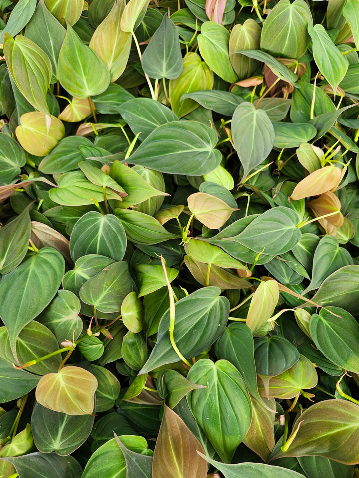 Philodendron Micans (4in)- Growers Choice