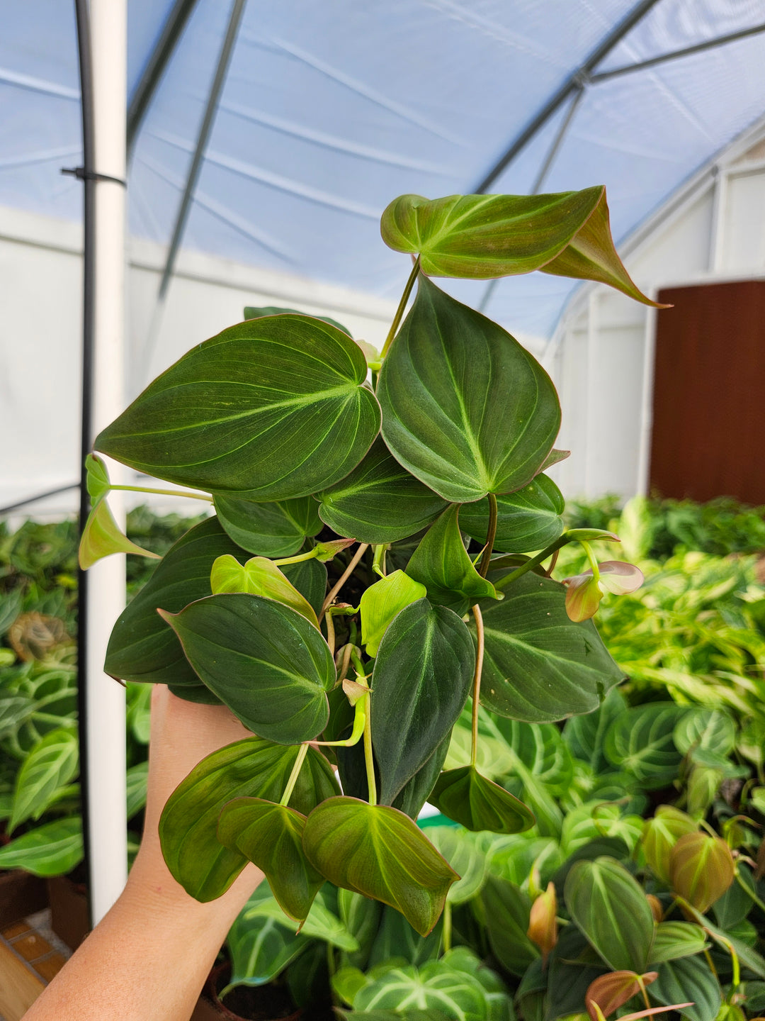 Philodendron Micans (4in)- Growers Choice