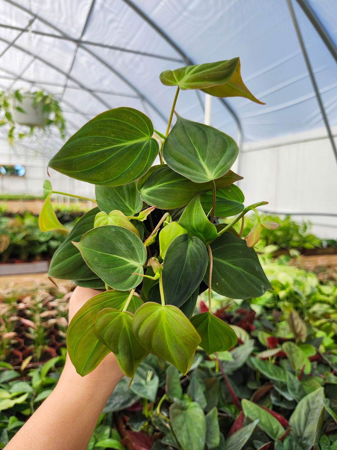 Philodendron Micans (4in)- Growers Choice