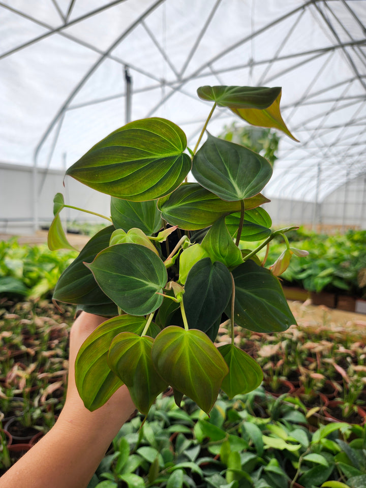 Philodendron Micans (4in)- Growers Choice