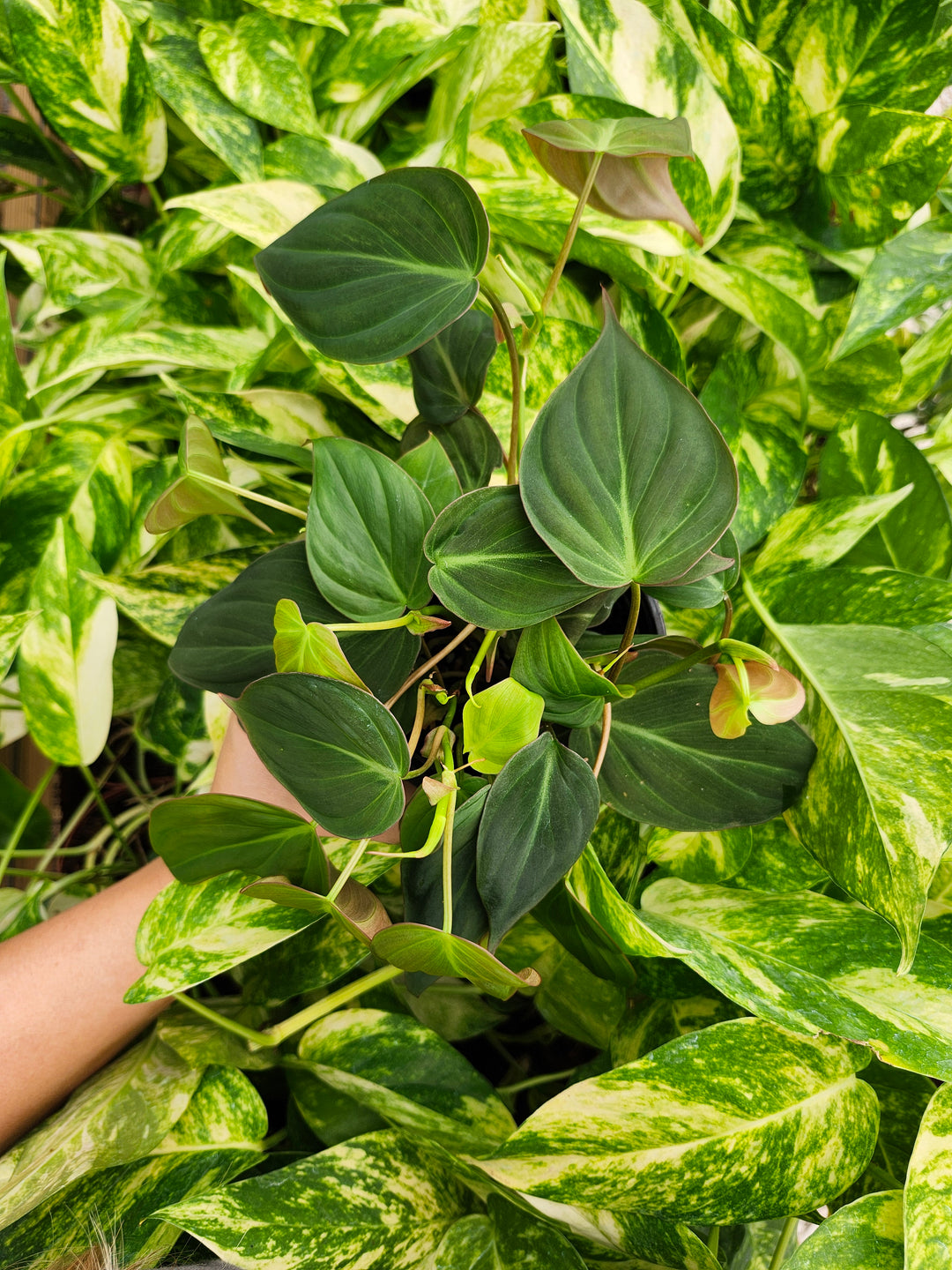 Philodendron Micans (4in)- Growers Choice