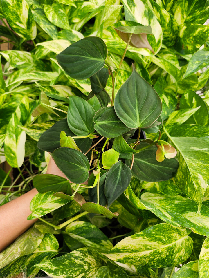 Philodendron Micans (4in)- Growers Choice