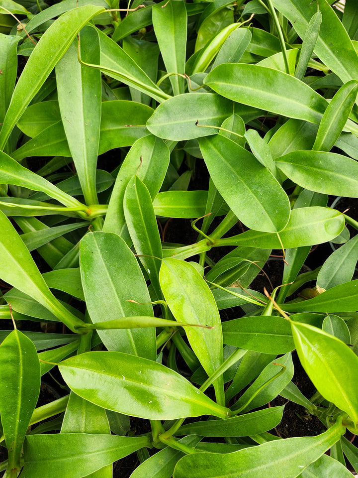 Nepenthes Alata (4in)- Growers Choice