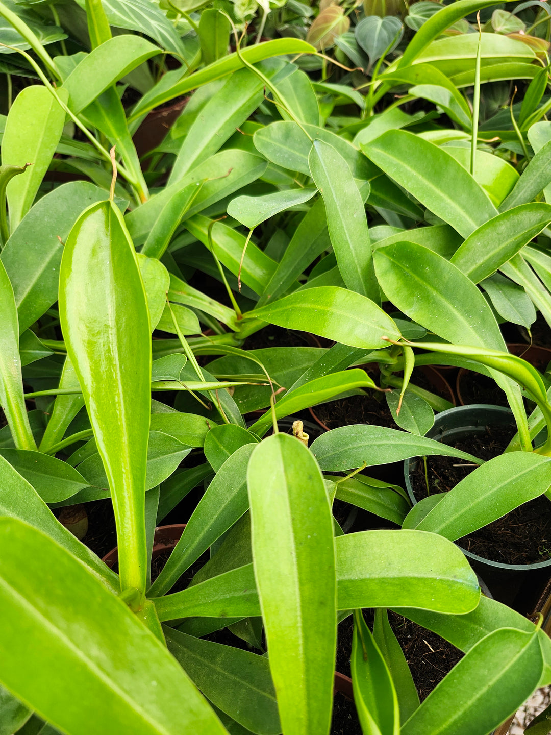 Nepenthes Alata (4in)- Growers Choice