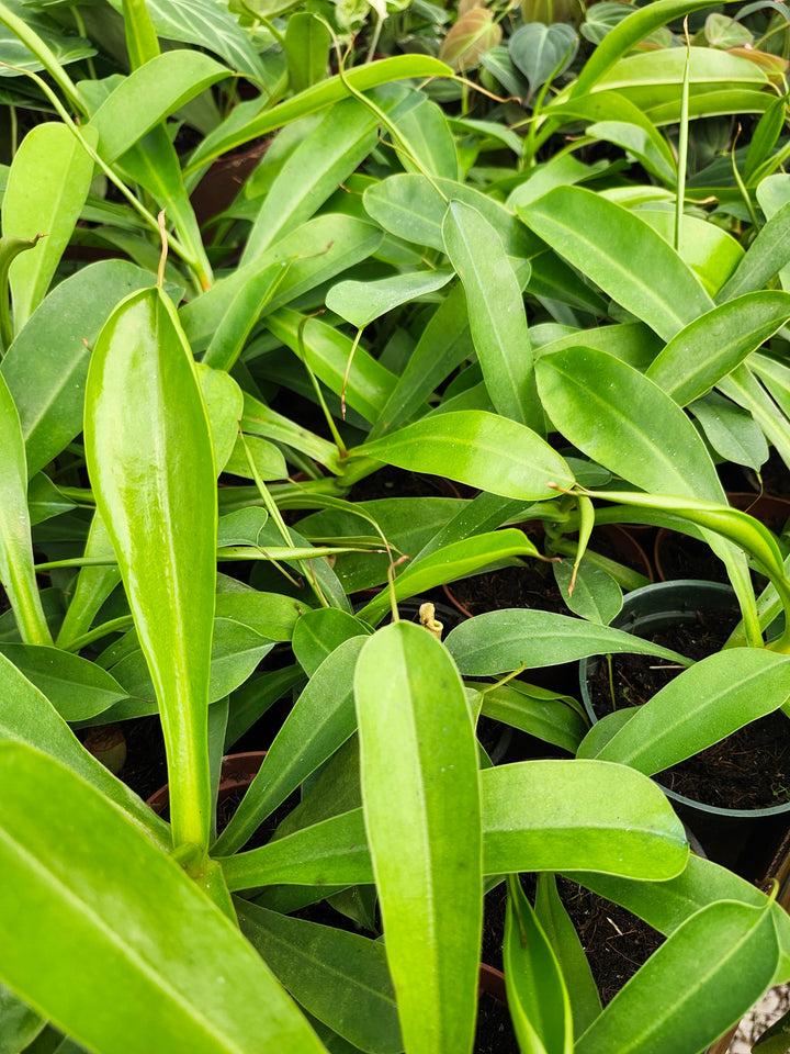 Nepenthes Alata (4in)- Growers Choice