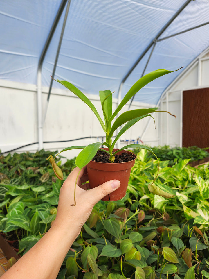 Nepenthes Alata (4in)- Growers Choice