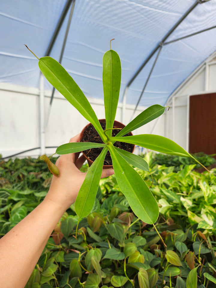 Nepenthes Alata (4in)- Growers Choice