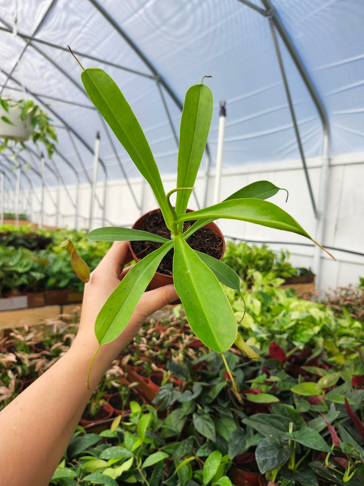 Nepenthes Alata (4in)- Growers Choice