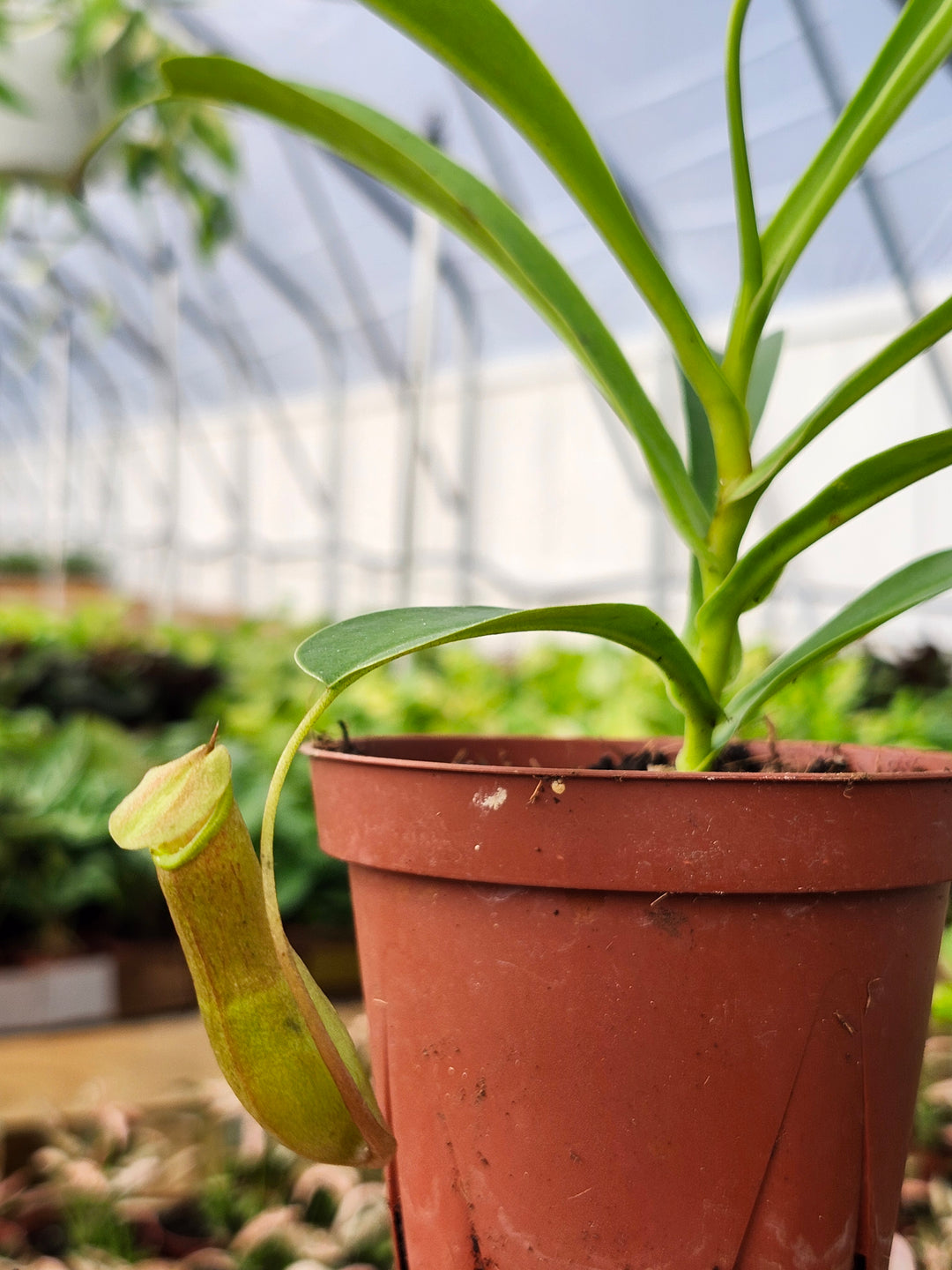 Nepenthes Alata (4in)- Growers Choice