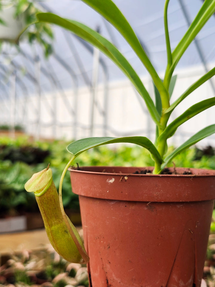 Nepenthes Alata (4in)- Growers Choice