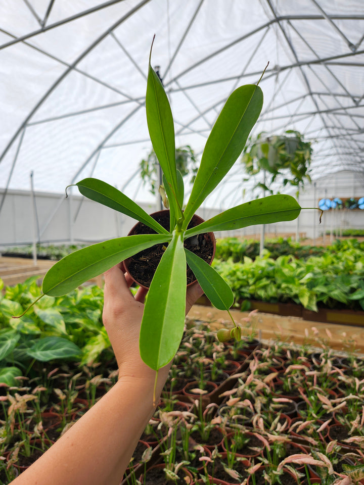 Nepenthes Alata (4in)- Growers Choice