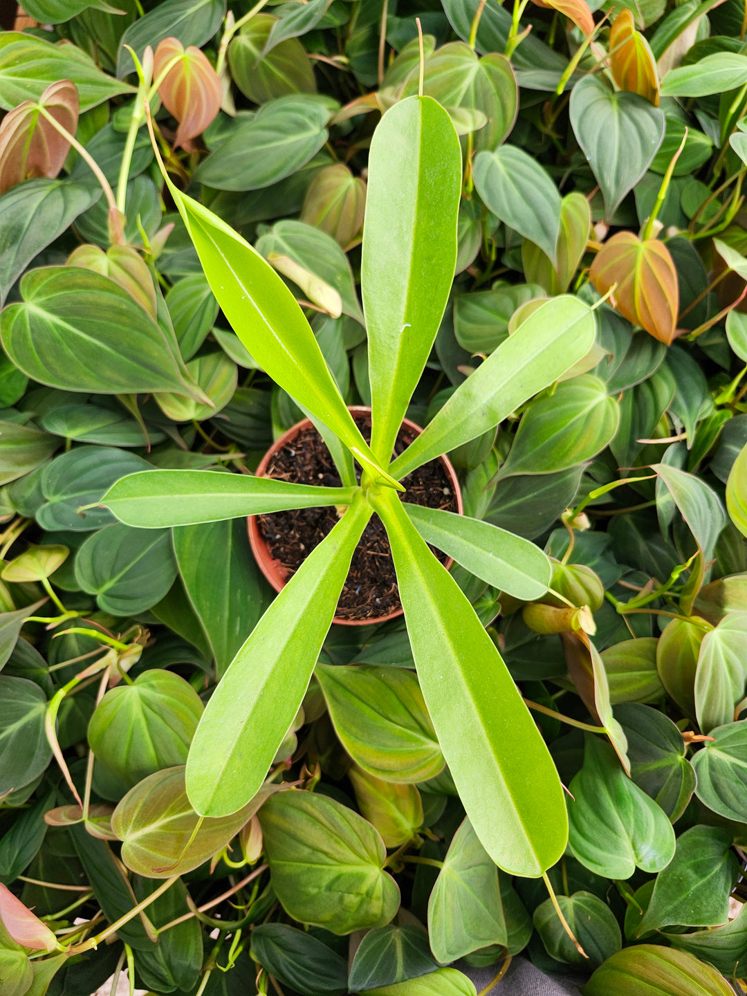 Nepenthes Alata (4in)- Growers Choice