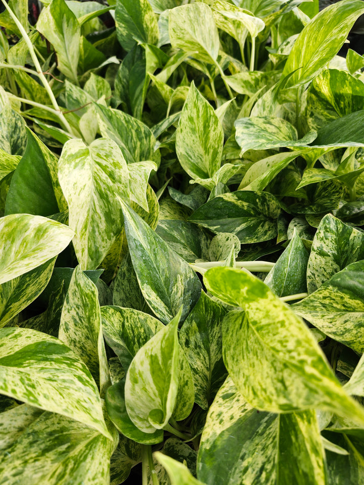 Snow Queen Pothos (4in)- Growers Choice